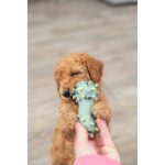 Іграшка Trixie Junior Mini Dumbbell для цуценят Гантель голчаста латекс 10 см - Зображення 4