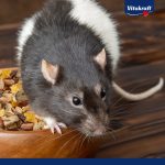 Корм Vitakraft Premium Menu Vital для декоративних гризунів та щурів 1000 г - Зображення 6