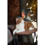 Корм сухий Savory Adult Cat Sensitive Digestion Fresh Lamb and Turkey для дорослих котів з чутливим травленням з ягнятиною та індичкою 2 кг - Зображення 5