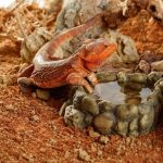 Субстрат пустынный с глиной, красный 20 кг - Зображення 3