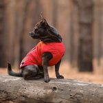 Жилет Pet Fashion E.Vest для собак червоний М - Зображення 5