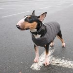 Жилет Pet Fashion E.Vest для собак сірий М2 - Зображення 4