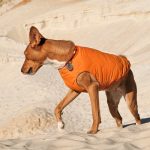 Жилет Pet Fashion Е.Vest для собак помаранчевий М - Зображення 3