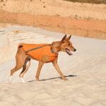 Жилет Pet Fashion Е.Vest для собак помаранчевий М - Зображення 4