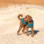 Жилет Pet Fashion E.Vest для собак морська хвиля SМ - Зображення 3