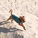 Жилет Pet Fashion E.Vest для собак морська хвиля SМ - Зображення 4