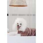 Костюм Pet Fashion Alf для собак бежевий M - Зображення 5
