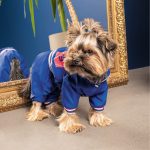 Дощовик Pet Fashion Silver для собак M - Зображення 3