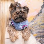 Бомбер Pet Fashion Spike для собак блакитний XS2 - Зображення 4