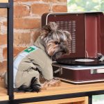 Комбінезон Pet Fashion EGO для собак бежевий М - Зображення 6