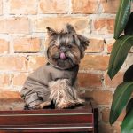 Костюм Pet Fashion PF Style для собак XS - Зображення 5