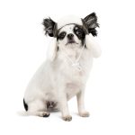 Шапка Pet Fashion Bubo для собак хакі S - Зображення 2