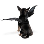 Аксесуар Pet Fashion Web S/M - Зображення 3