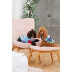 Костюм дівчинка Alisa XS для собак - Зображення 5