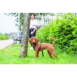 Шлея Trixie CityStyle H-harness для собак бавовна L–XL 75–120 см 25 мм чорна - Зображення 3