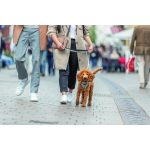 Шлея Trixie CityStyle H-harness для собак бавовна L–XL 75–120 см 25 мм світло-сіра - Зображення 3