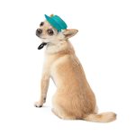 Панама Pet Fashion Rob для собак бавовна фіксатор бірюзова L - Зображення 2