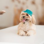 Панама Pet Fashion Rob для собак бавовна фіксатор бірюзова L - Зображення 5