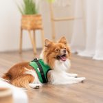Шлея Ross ТМ Pet Fashion для собак XS2 - Зображення 4