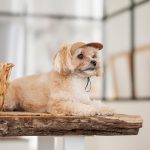 Кепка Phil ТМ Pet Fashion для собак ХL - Зображення 4