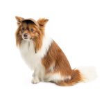 Кепка Phil ТМ Pet Fashion для собак L - Зображення 2