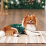 Борцівка Kale ТМ Pet Fashion для собак М зелена - Зображення 4