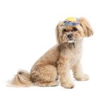 Кепка Tony ТМ Pet Fashion для собак XS - Зображення 2