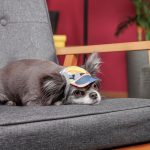 Кепка Tony ТМ Pet Fashion для собак XS - Зображення 3