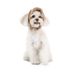 Шапка Valley Pet Fashion для собак, розмір S бежева - Зображення 2