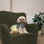 Сукня Pet Fashion Liana для собак XS2 - Зображення 3