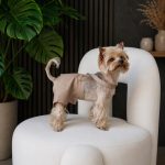 Шорти Pet Fashion Leo для собак XS2 - Зображення 3