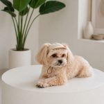 Кепка Pet Fashion Glamor для собак ХS - Зображення 3