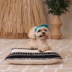 Кепка Pet Fashion Topaz для собак XS - Зображення 6