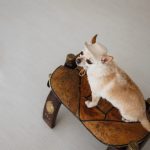Панама Pet Fashion Gold для собак L - Зображення 3