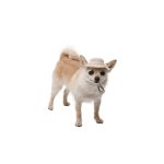 Панама Pet Fashion Gold для собак M - Зображення 2