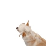 Панама Pet Fashion Gold для собак M - Зображення 6