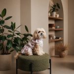 Сукня Pet Fashion Amelia для собак XS2 - Зображення 3