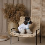 Футболка Pet Fashion Polo для собак ХXS - Зображення 5