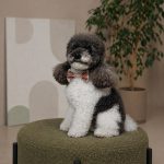 Аксесуар шийний Pet Fashion Ruta для собак XS-XS2 - Зображення 3