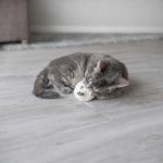 Іграшка Trixie для котів Ведмідь плюшевий з котячою м ятою 8 см  в асортименті - Зображення 3