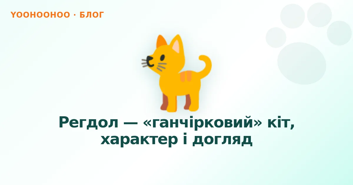 Регдол — «ганчірковий» кіт, характер і догляд