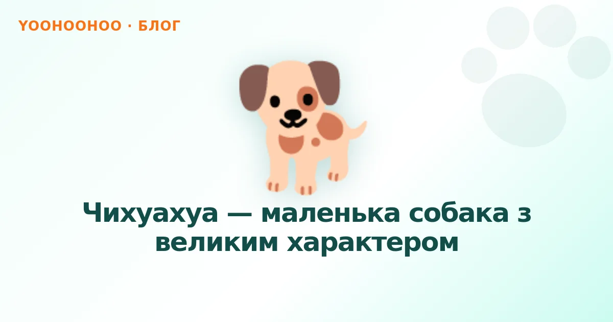 Чихуахуа — маленька собака з великим характером