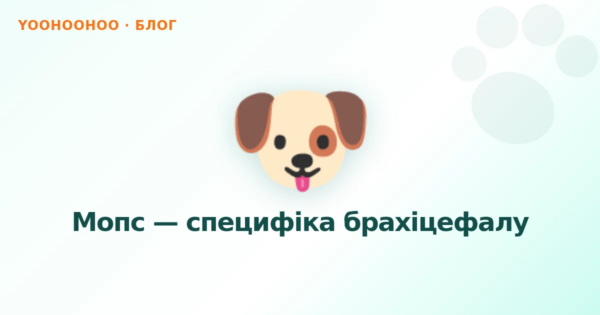 Мопс — специфіка брахіцефалу