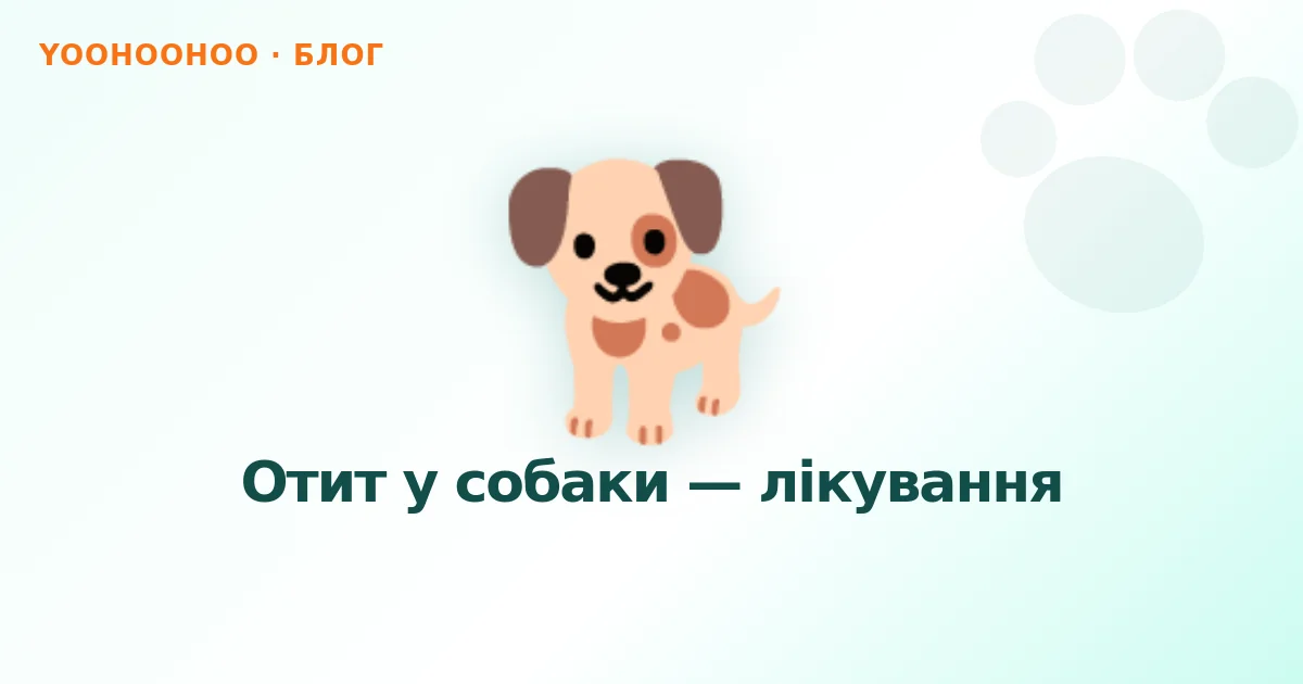Отит у собаки — лікування