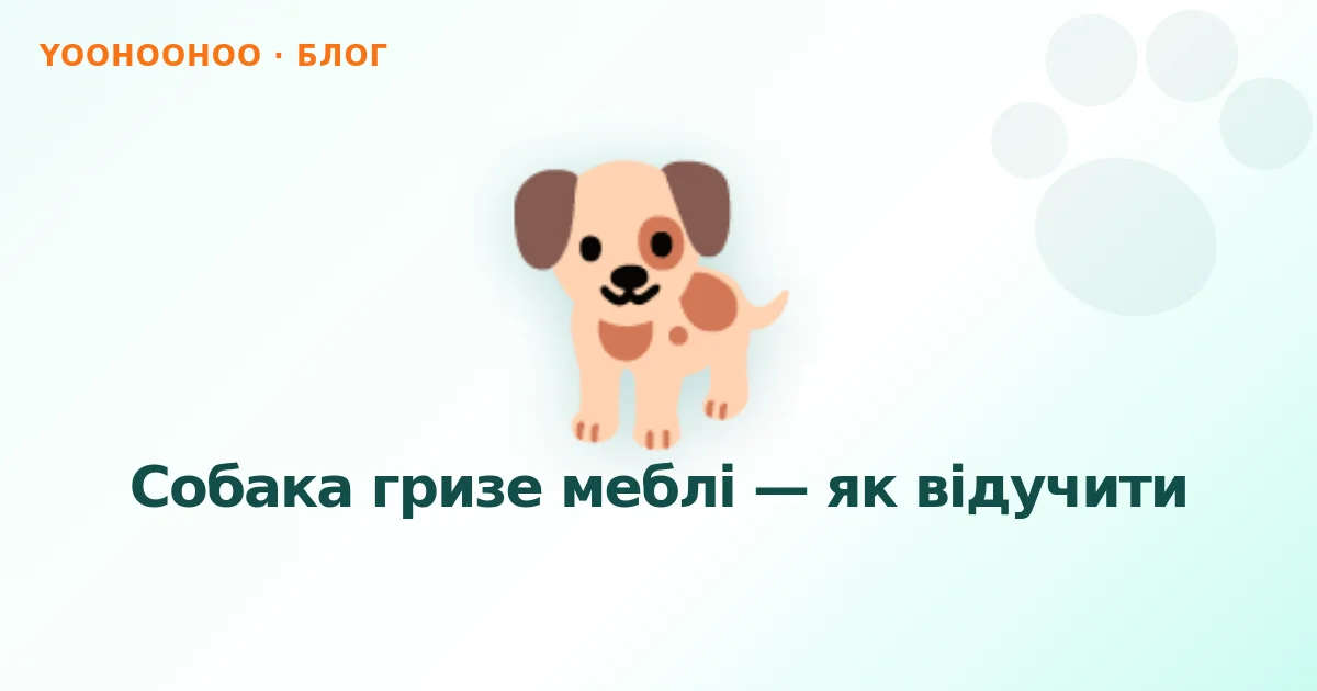 Собака гризе меблі — як відучити