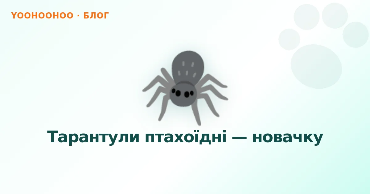 Тарантули птахоїдні — новачку