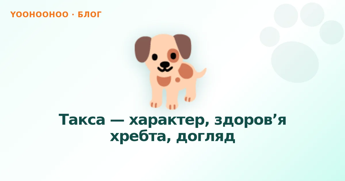 Такса — характер, здоров’я хребта, догляд