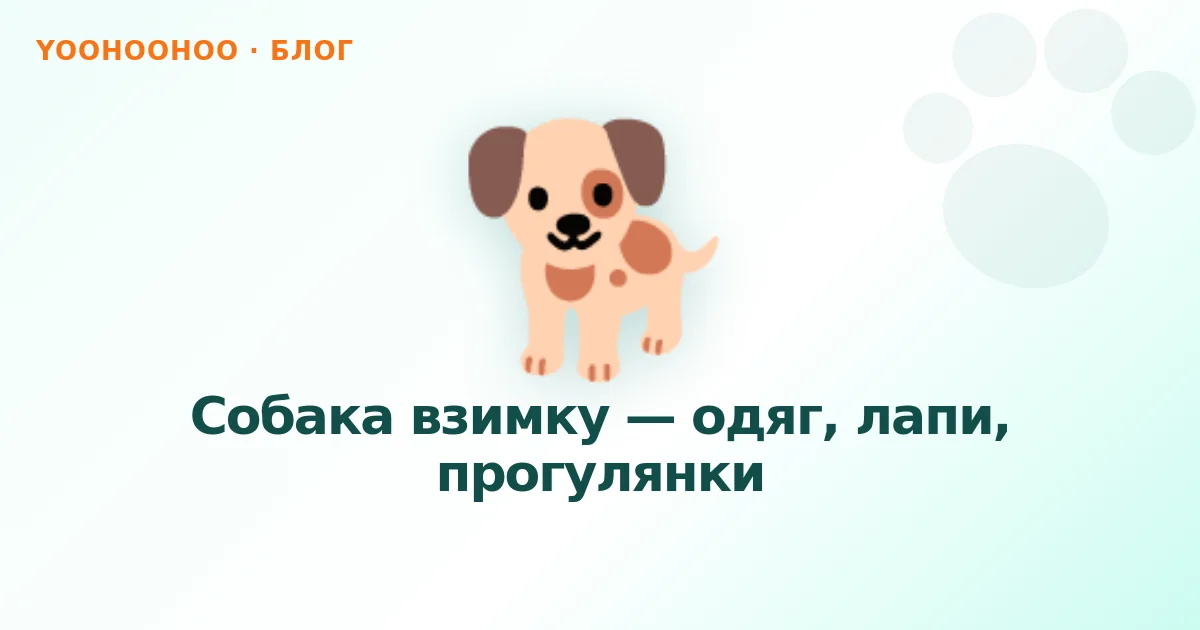 Собака взимку — одяг, лапи, прогулянки