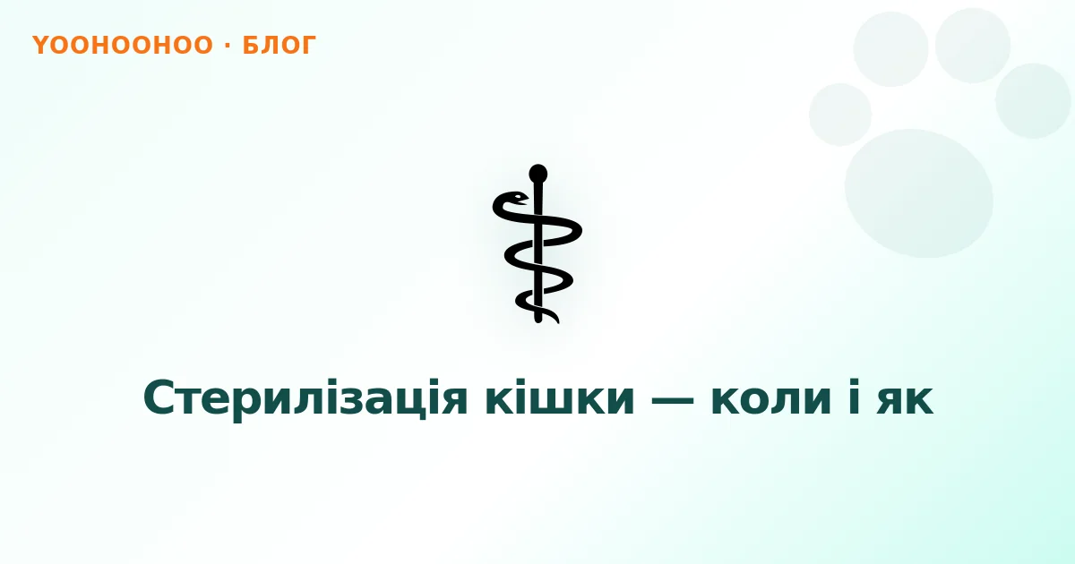 Стерилізація кішки — коли і як