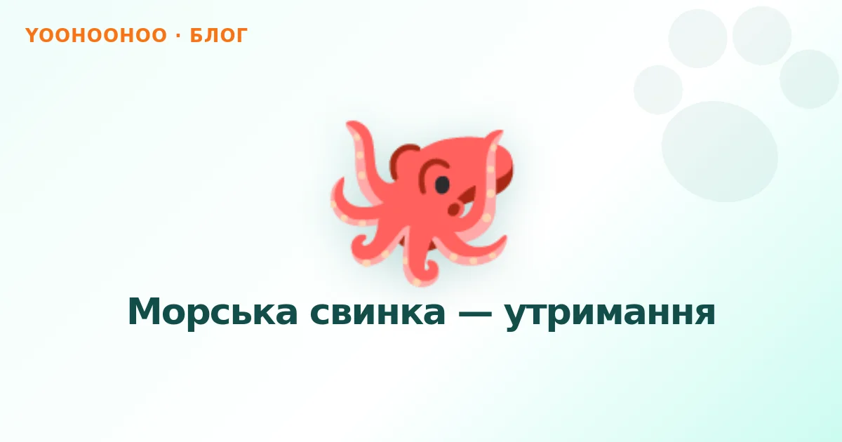 Морська свинка — утримання